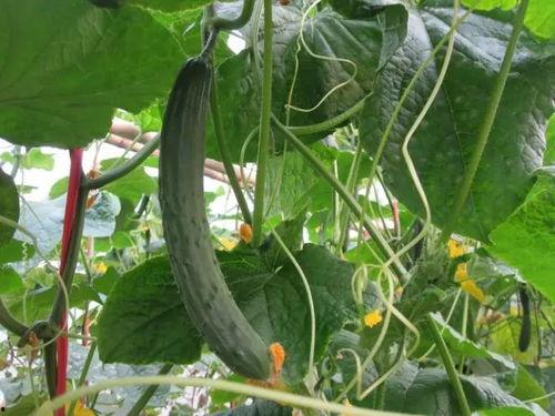 最新黄瓜爆料视频,揭秘视频中的惊人真相与幕后故事